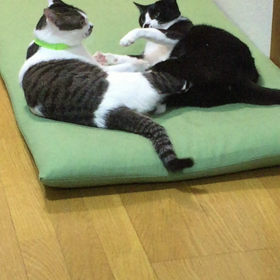 パンチの画像