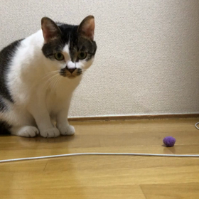 予想外の画像