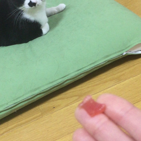 まぐろの画像
