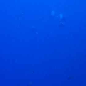 メキシコソコロのイルカの画像