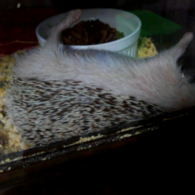 曖昧ミーの画像