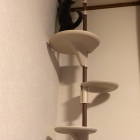 初めて登ったキャットタワー⤴︎ ⤴︎の画像