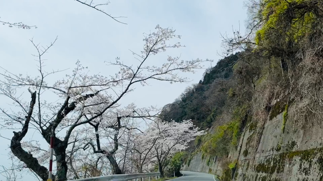 海津大崎に桜を見に行ってきました！の記事動画