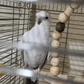 ヘドバンで歌う動画の画像