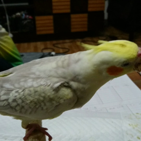 挿し餌が大好き、の動画の画像