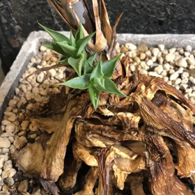 植物の画像