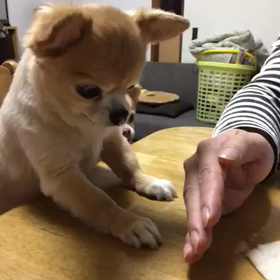 モモちゃん♡の画像