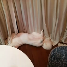 秋田犬！ましろの！へそ天♪の画像