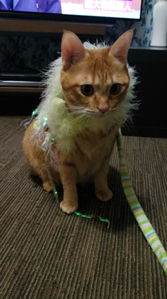 ねこの記事動画