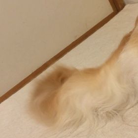 シッポでわかる！の画像