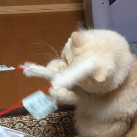 あしょあしょあしょぶにゃん！の画像