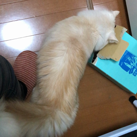 午後６時の腹時計ニャの画像