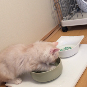 アルの水飲みお作法の画像