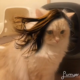 はやりのサラサラヘアーにゃ！の画像