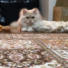 アルと猫じゃらしの画像