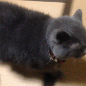 目指せ！★秘儀ごはーん★の画像