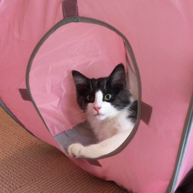新しいおもちゃですにゃんの画像