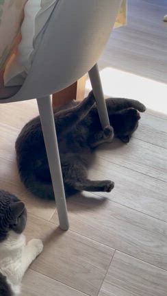 我が家の日常（╹◡╹）❤️の記事動画