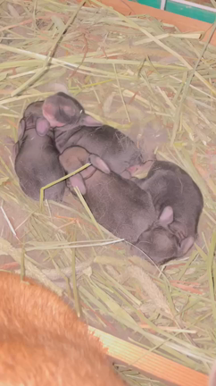 生き物(・・?)❤️小さくても大きくても不思議だらけ。の記事動画