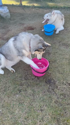 たまには…心の休息(*^^*) マイペースな我が家の子供達❤️の記事動画