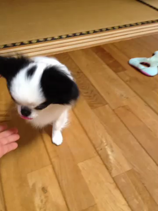 愛犬自慢していいですか？の記事動画