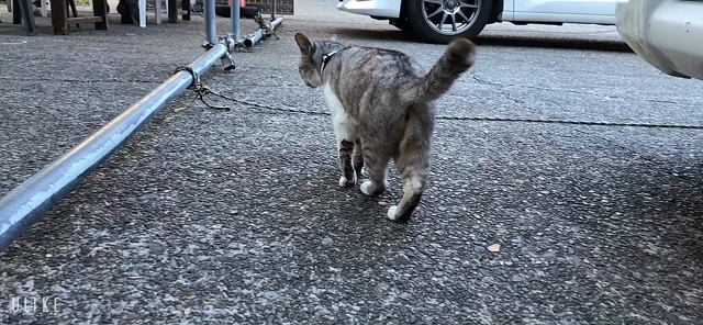 スキューバーダイビングへ行って来ました(*^◯^*)の記事動画