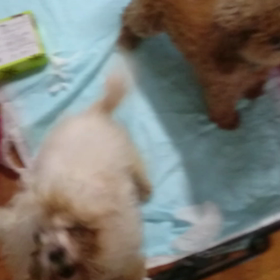 葛飾区柴又の犬引取屋　代表者死亡により廃業　～残された23頭の犬たちのサムネイル画像