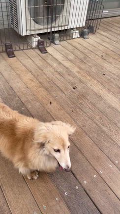 6/18　埼玉センターから犬1頭の引取り　～飼い主さんが亡くなって収容されたダックスたち　その２の記事動画