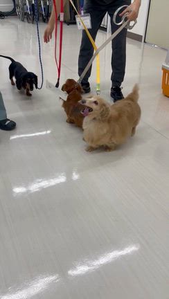 6/16　埼玉センターから犬2頭の引取り　～飼い主さんが亡くなって収容されたダックスたちの記事動画