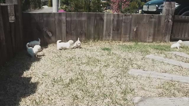 ビショックス子犬7頭の里親募集をスタートしました！の記事動画