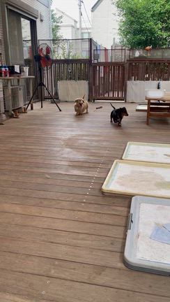 6/16　埼玉センターから犬2頭の引取り　～飼い主さんが亡くなって収容されたダックスたちの記事動画