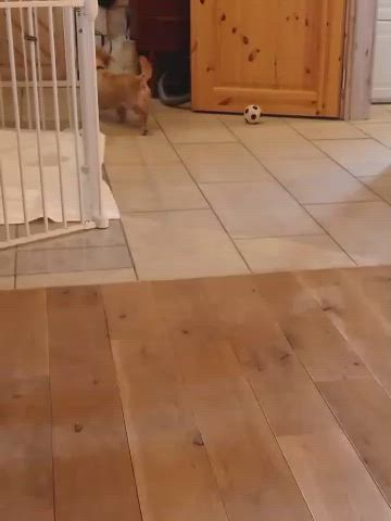 母犬ダックス♀リンちゃん、里親募集開始（女性だけのご家族希望）の記事動画
