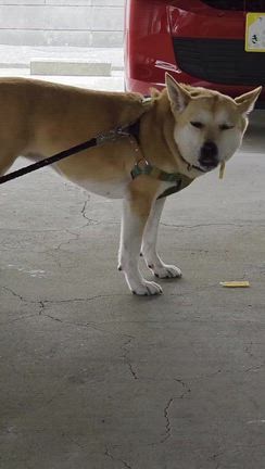 大切な家族を守るために　～飼い犬にはGPSを装着してくださいの記事動画