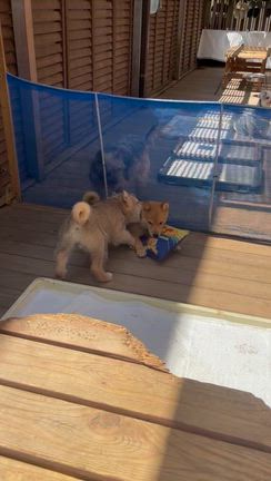 もはや怪獣であるが、、、　生後3ヵ月の子犬たち　里親様募集中の記事動画