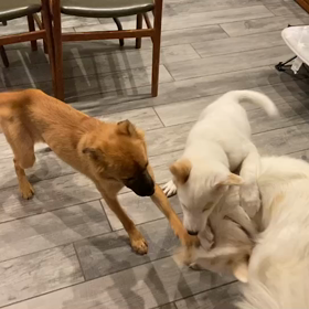 【解決！保護できました！】狛江市のトライアル先から犬が逸走のサムネイル画像
