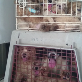 5/31　千葉多頭飼育崩壊４８頭　～これがペットのなれの果て！？のサムネイル画像