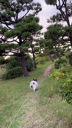 お散歩&夜ごはん♪の記事動画