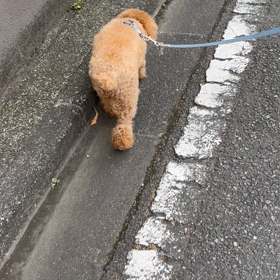 スキップはスキップでした♪の画像