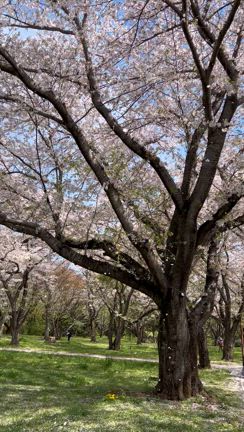 桜　2024　(^^♪の記事動画