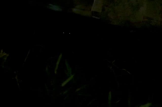 蛍の灯りとともに奏でる夜の記事動画
