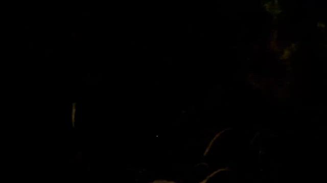 蛍の灯りとともに奏でる夜の記事動画