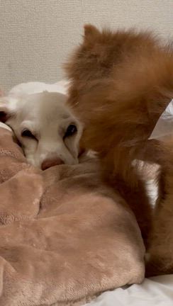 「終生飼育の取り組み」についての記事動画
