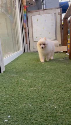 保護犬ハクちゃんの発作の記事動画