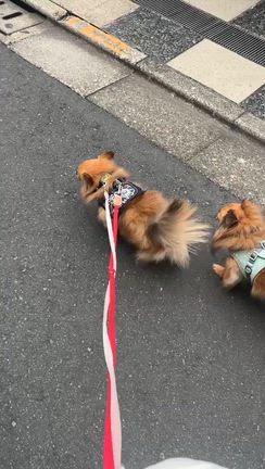 保護犬もんたくん本譲渡決定！の記事動画
