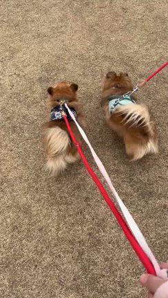 保護犬もんたくん本譲渡決定！の記事動画