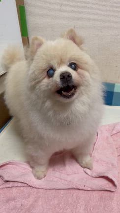 保護犬ハクちゃんの発作の記事動画