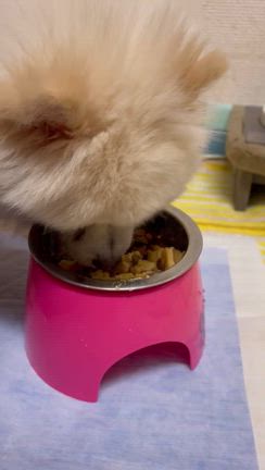 保護犬ハクちゃんの発作の記事動画