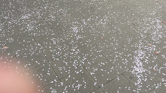 春も折り返しの記事動画