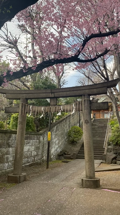 さくらの記事動画