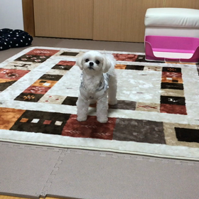 争奪戦。の画像